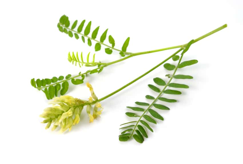 Astragalus Root Benefits for Weight Loss Does It Work? Burn Lab Pro®